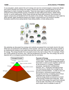 food chains, food webs and ecological pyramids