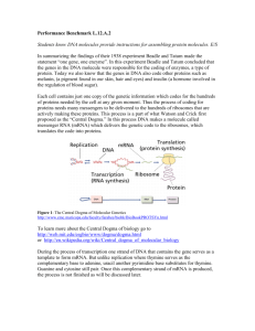 Students know DNA molecules provide instructions for