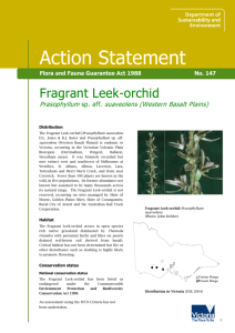 (Prasophyllum sp. aff. suaveolens) accessible