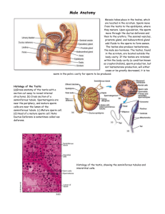 Male Anatomy