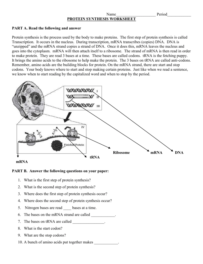PROTEIN SYNTHESIS WORKSHEET Pertaining To Protein Synthesis Worksheet Answer Key