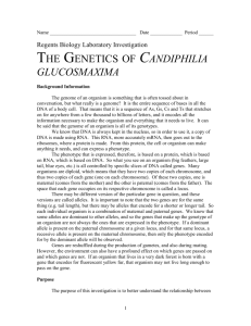The Genetics of Glucosephilia candymaxima