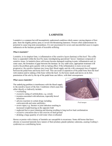 What is laminitis?