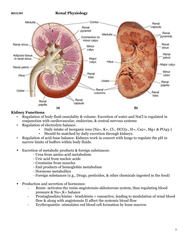 Renal Physiology