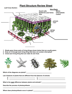Plant Structure Review Sheet