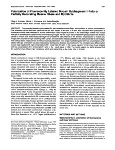 Polarization of Fluorescently Labeled Myosin Subfragment