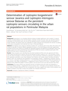 Determination of Leptospira borgpetersenii serovar Javanica and