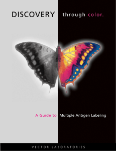 Multiple Antigen Labeling