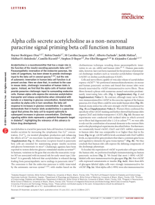 Alpha cells secrete acetylcholine as a non