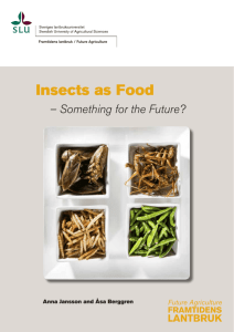 Insects as Food