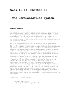 11 - The Cardiovascular System