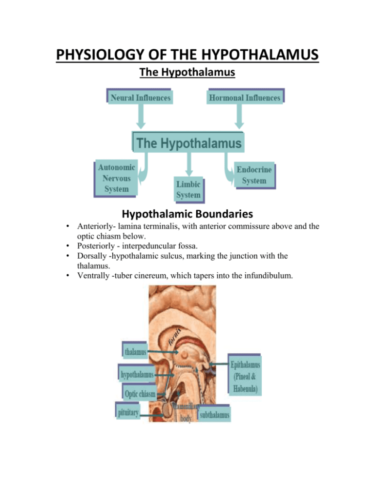 Physiology Of The Hypothalamus 3360