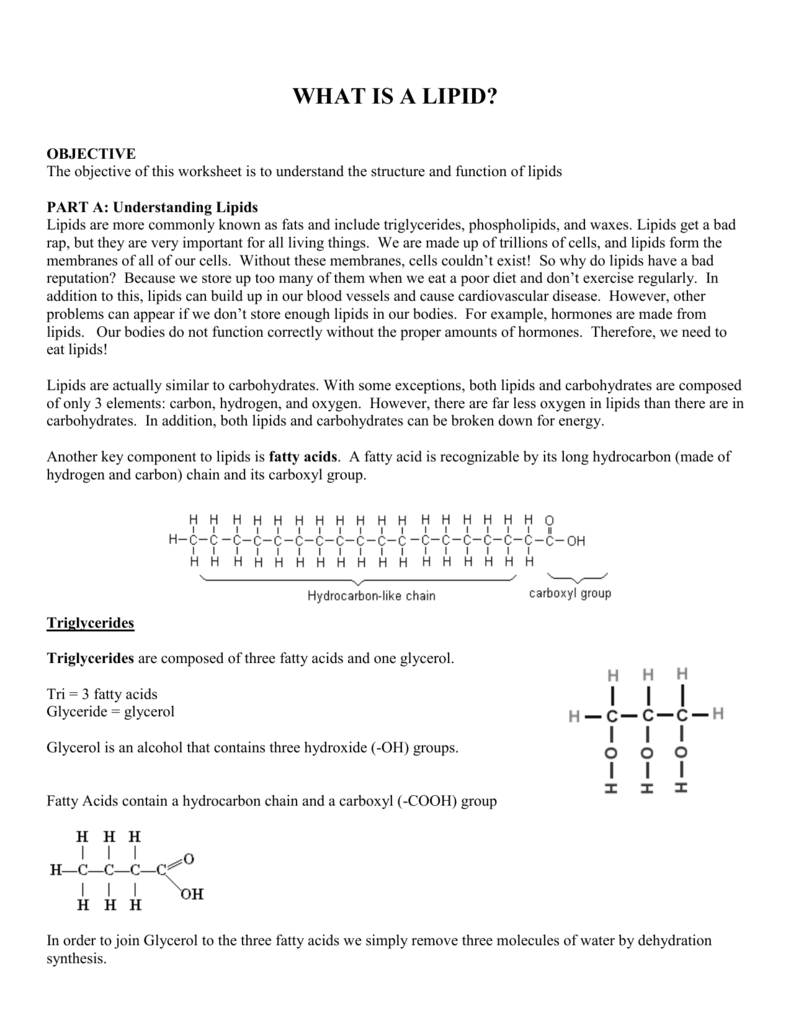 WHAT`S A LIPID For Lipids Worksheet Answer Key