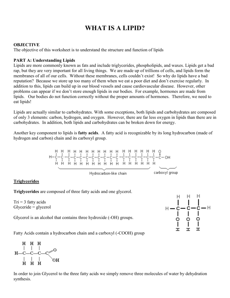 WHAT`S A LIPID Throughout Lipids Worksheet Answer Key