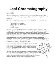 Leaf Chromatography