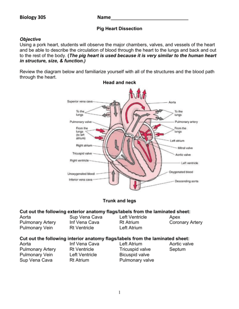 Sheep Heart Dissection