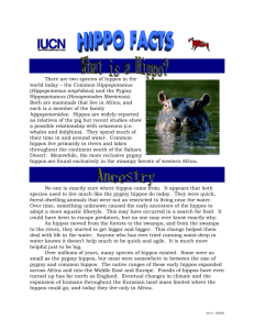 There are two species of hippos in the world today – the Common