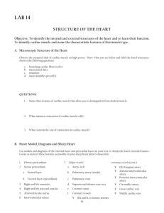 (14) Heart Structure
