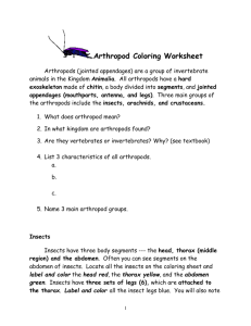 Arthropod Coloring Worksheet