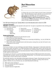 Rat External Anatomy