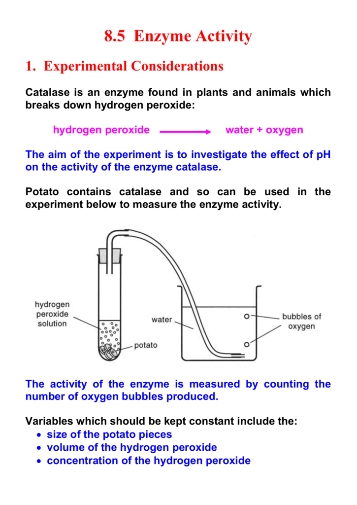 which enzyme breaks down hydrogen peroxide into oxygen and water