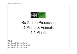 4.4 Plants