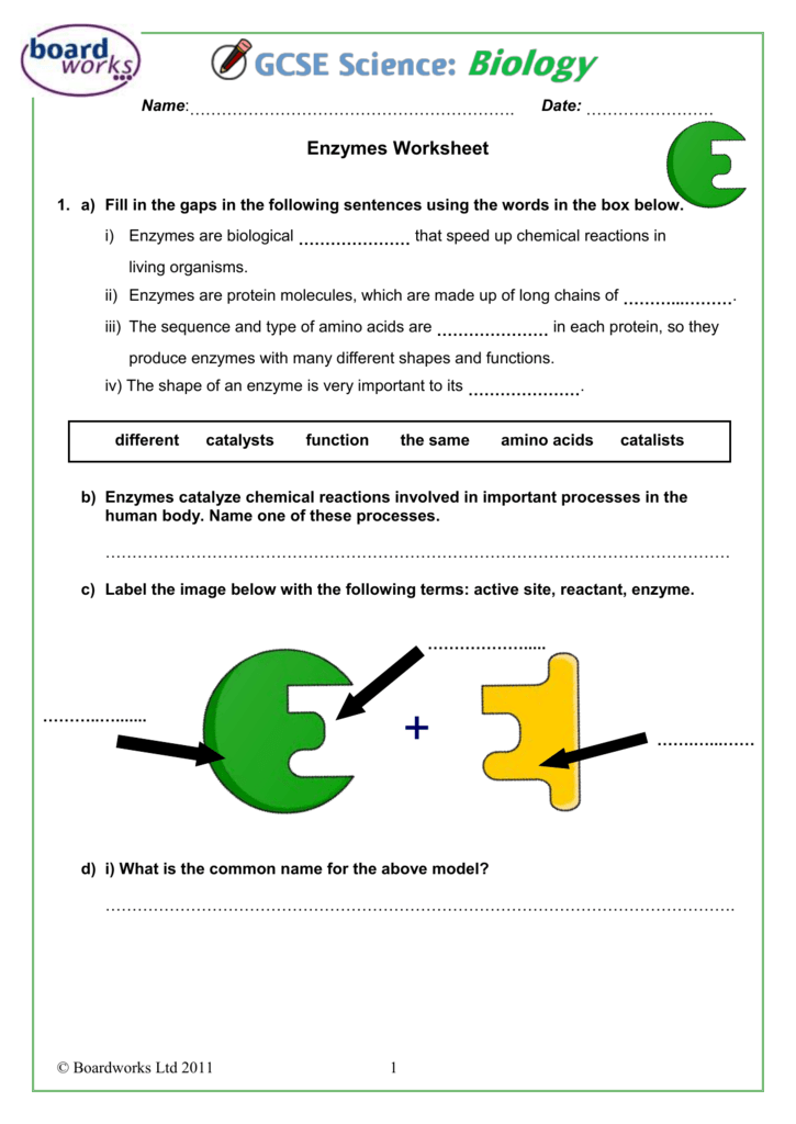 Enzymes Worksheet