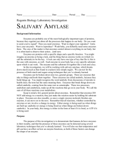 Salivary Amylase - MisterSyracuse.com