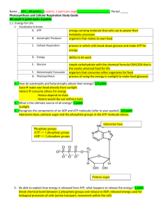 photosynthesis study guide.doc