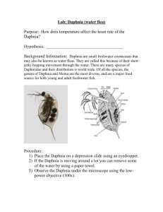 Lab: Daphnia (water flea)