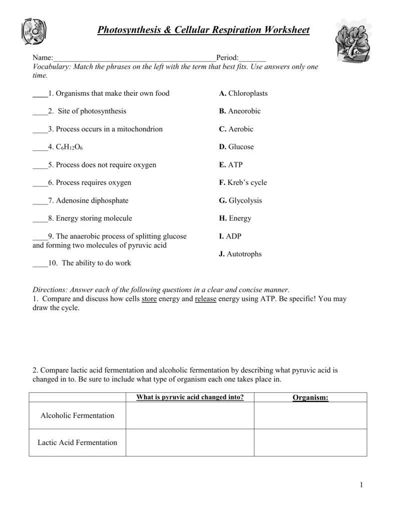 Photosynthesis & Cellular Respiration Worksheet For Photosynthesis Worksheet High School