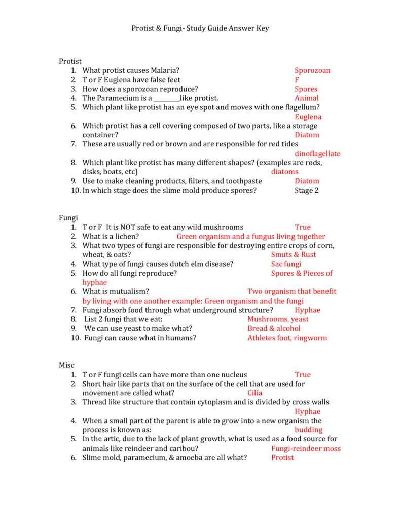Chapter 19 protists and fungi study guide answers