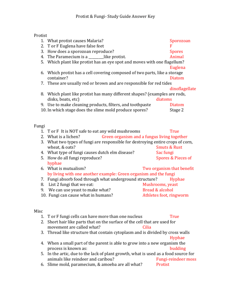 Protists And Fungi Worksheet Answer Key