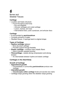 Bones and Skeletal Tissues