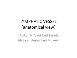 LYMPHATIC VESSEL (anatomical view)