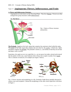 A1. The flower - Millersville University Herbarium