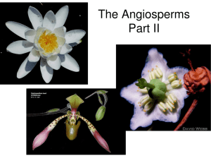 The Angiosperms Part II