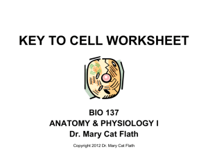Key to Cell Worksheet PPT