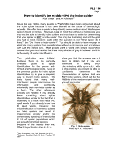 How to Identify (and misidentify) the hobo spider