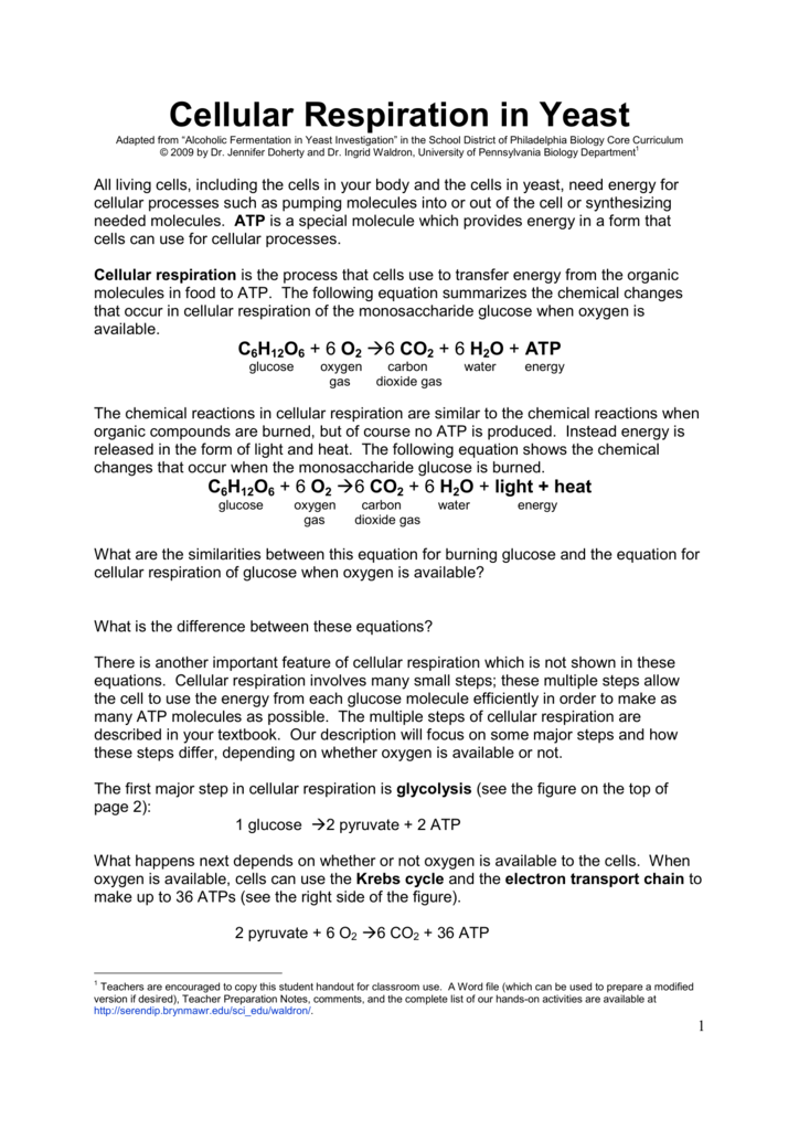 Word Equation For Anaerobic Respiration In Yeast Cells Tessshebaylo