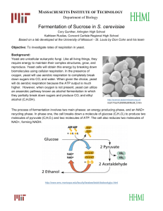 Fermentation of Sucrose in S. cerevisiae