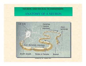 Neurons & Neurotransmitters PowerPoint