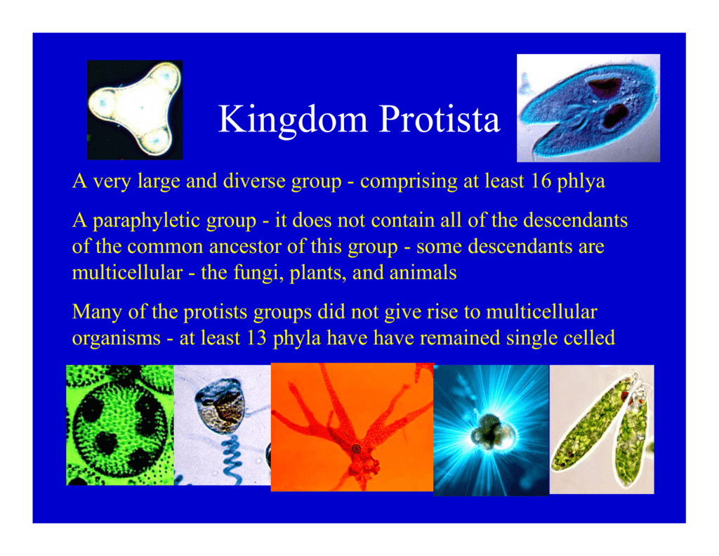 Protists