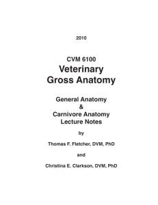 Veterinary Gross Anatomy - Veterinary Anatomy Web Site Home Page