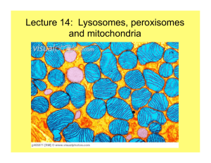 Lecture 11--lysosomes, peroxisomes, and mitochondria