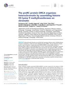 The preRC protein ORCA organizes heterochromatin by
