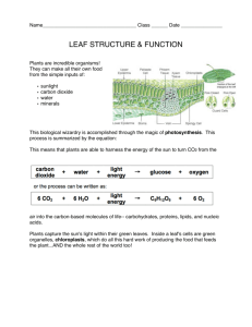Leaf Structure Lab - whichbobareyou.com