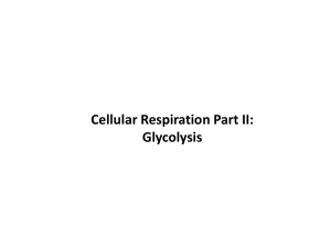 Cellular Respiration Part II: Glycolysis