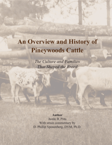 An Overview and History of Pineywoods Cattle