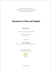 Dynamics of Cilia and Flagella